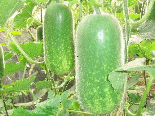 热门大瓜往期内容,那些你不知道的内幕与真相